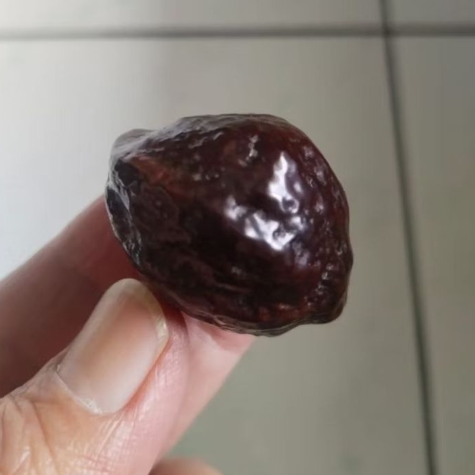 Kemiri Adu Muncang Adu MJ Ori Klaten Pasangan Mewah Matang