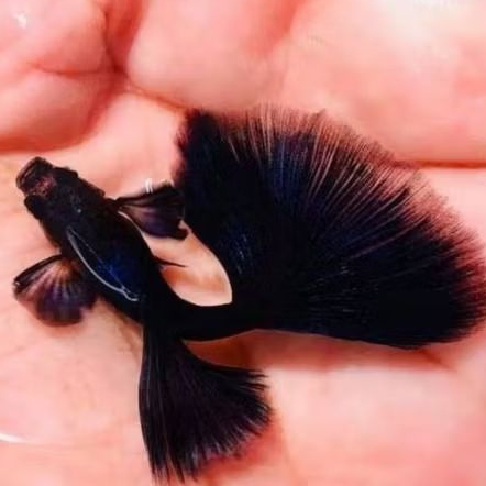guppy black moscow