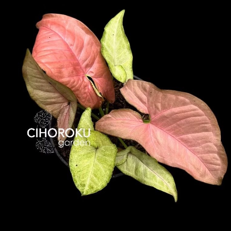 Syngonium Pink Flecked