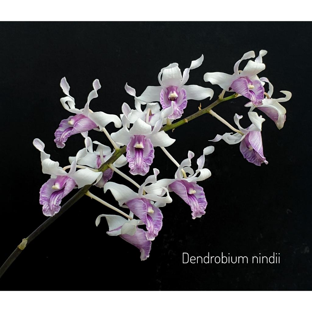 Dendrobium Nindii