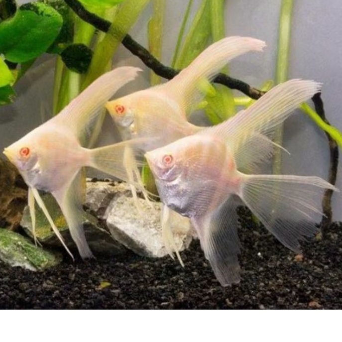 ikan manfish red eye aquascape