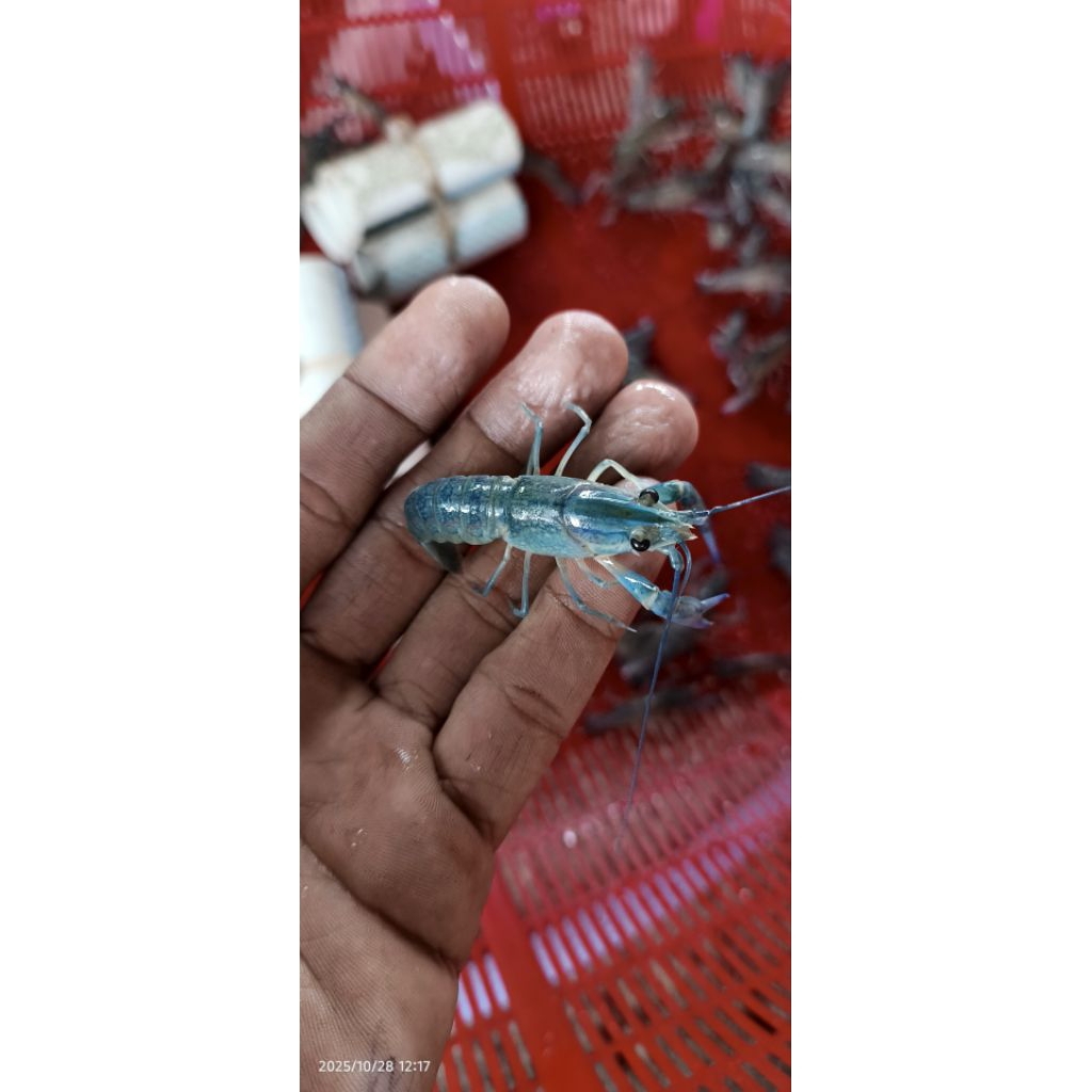 bibit lobster air tawar 1 inc