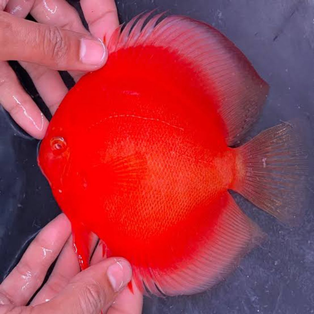 discus( super red melon )