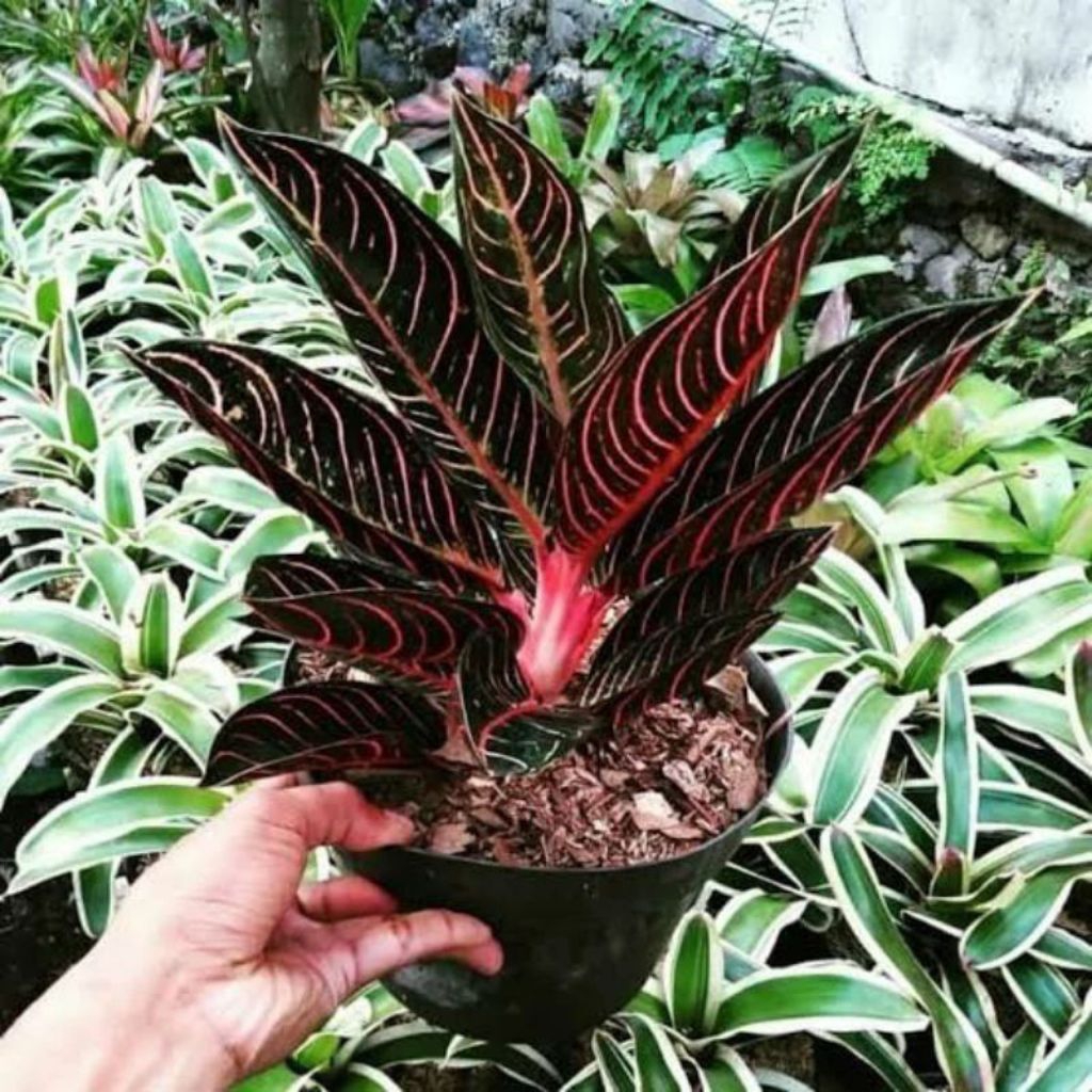 bonggol aglonema red sumatra