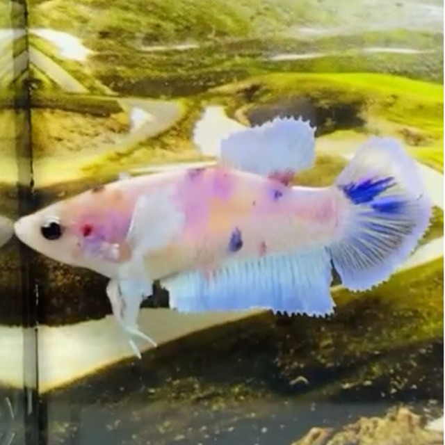 betina halfmoon dumbo ear cupang halfmoon cupang bagus