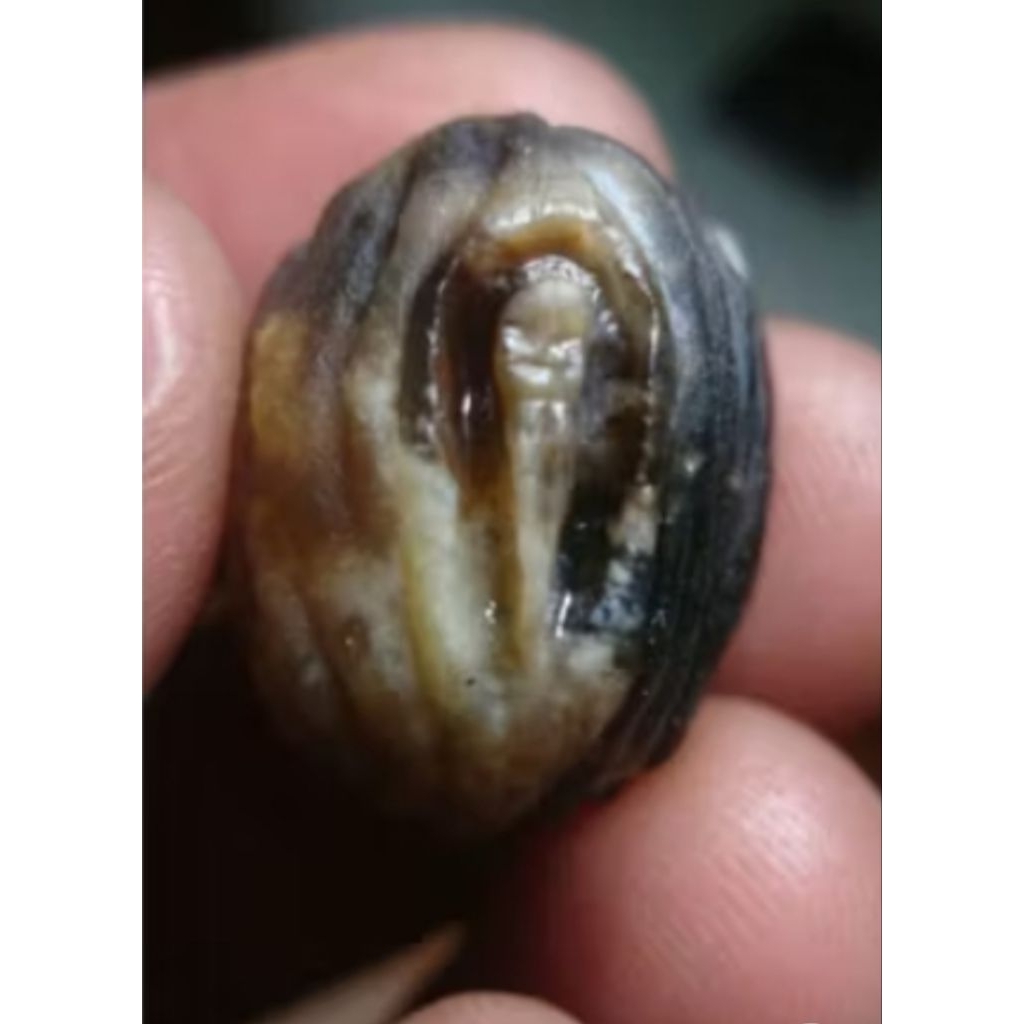 koleksi tundung bawuk