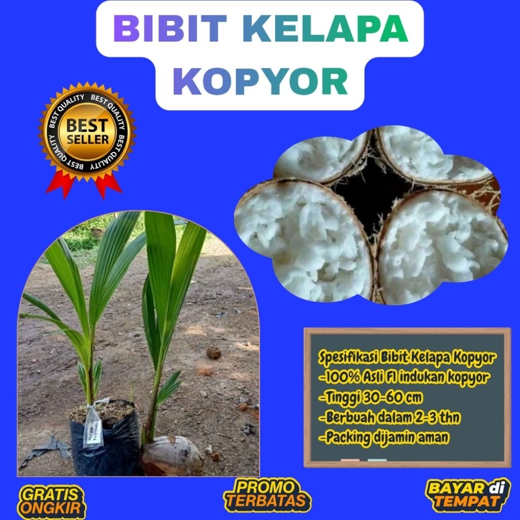 TERPERCAYA  Bibit Kelapa Kopyor Trubus
