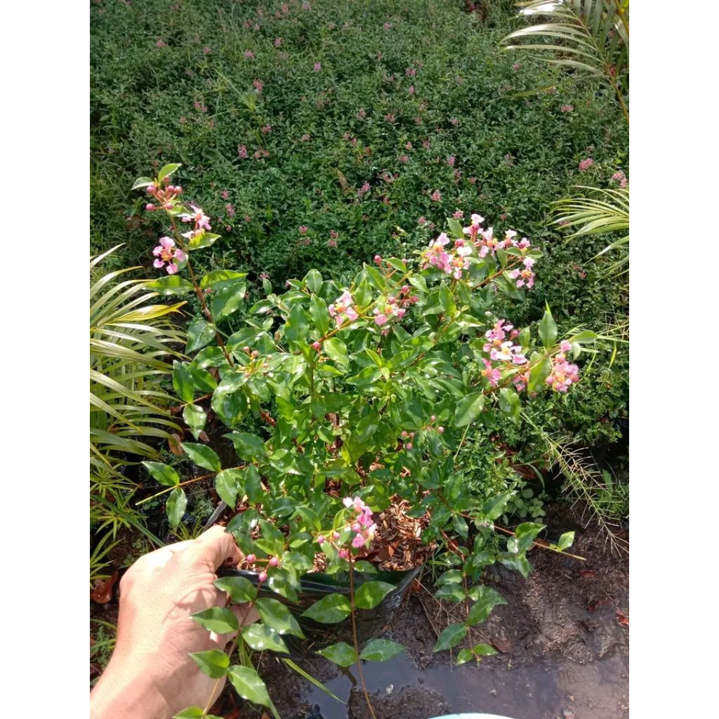 tanaman bunga sakura mikro