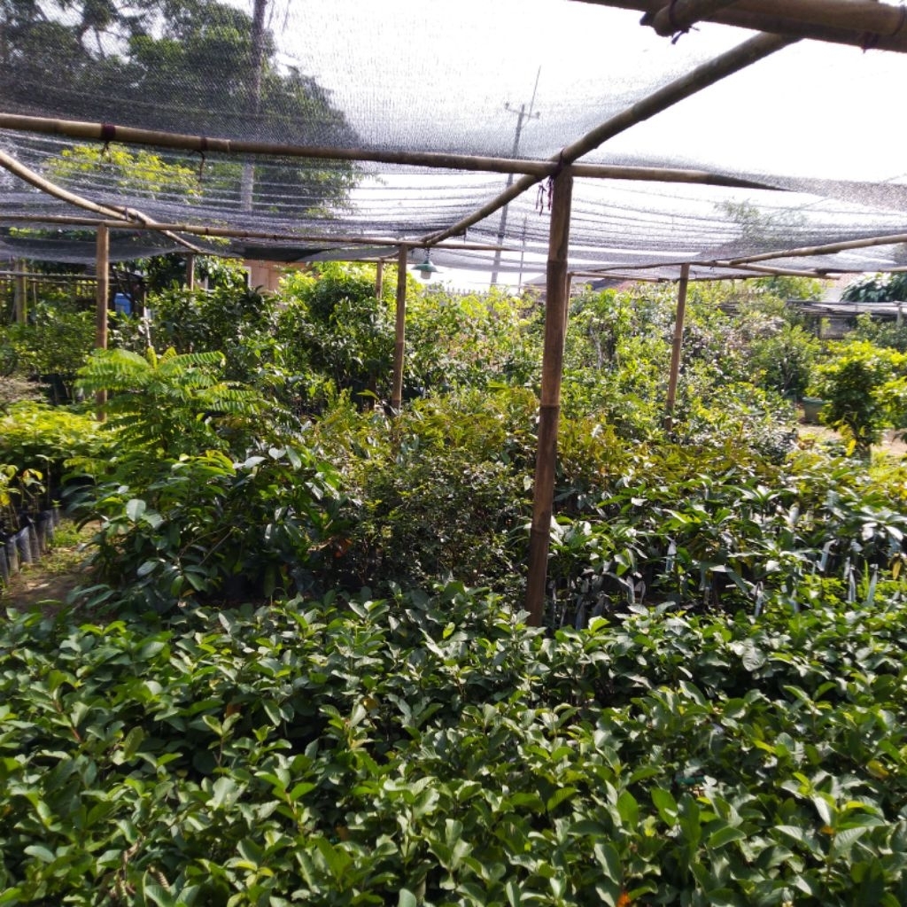 Bibit Jambu Kristal Cangkokan