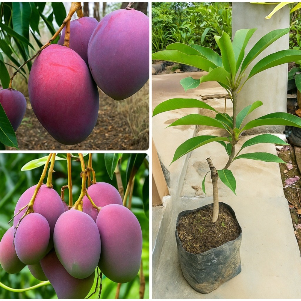 Bibit Mangga Irwin Okulasi Super Sudah Rimbun Cepat Berbuah Promo Bibit Buah Tumbuhan Tanaman