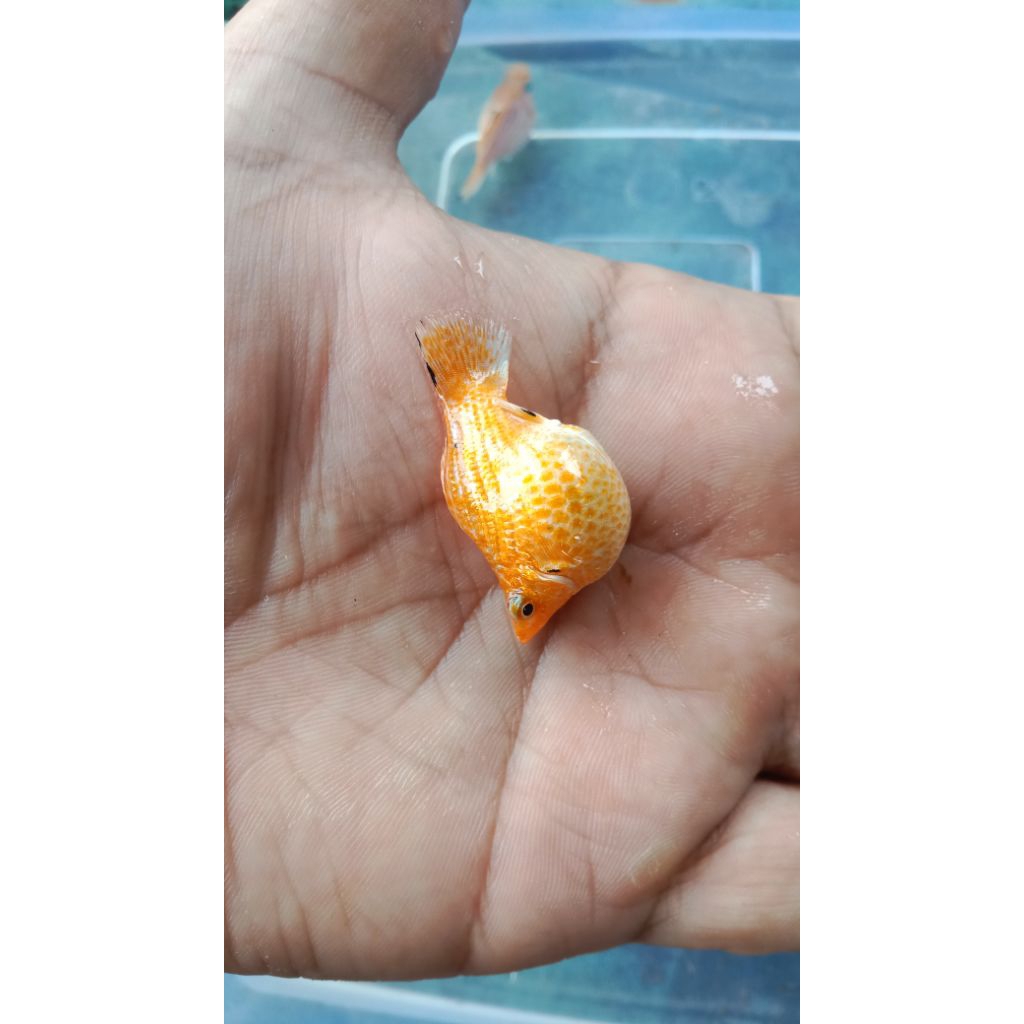 Molly lemonhead
