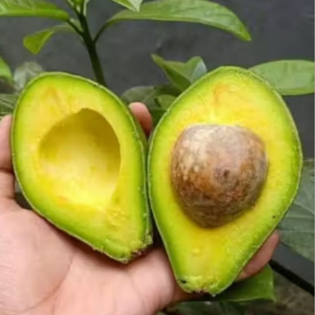 alpukat/avocado mentega lokal Garut Gunung Cikuray#