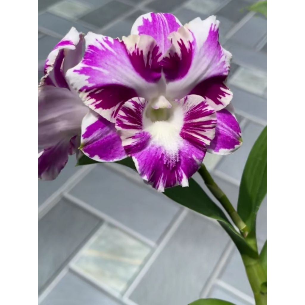 Dendrobium King Dragon Tom Splash Remaja siap bunga kloning import Bangkok