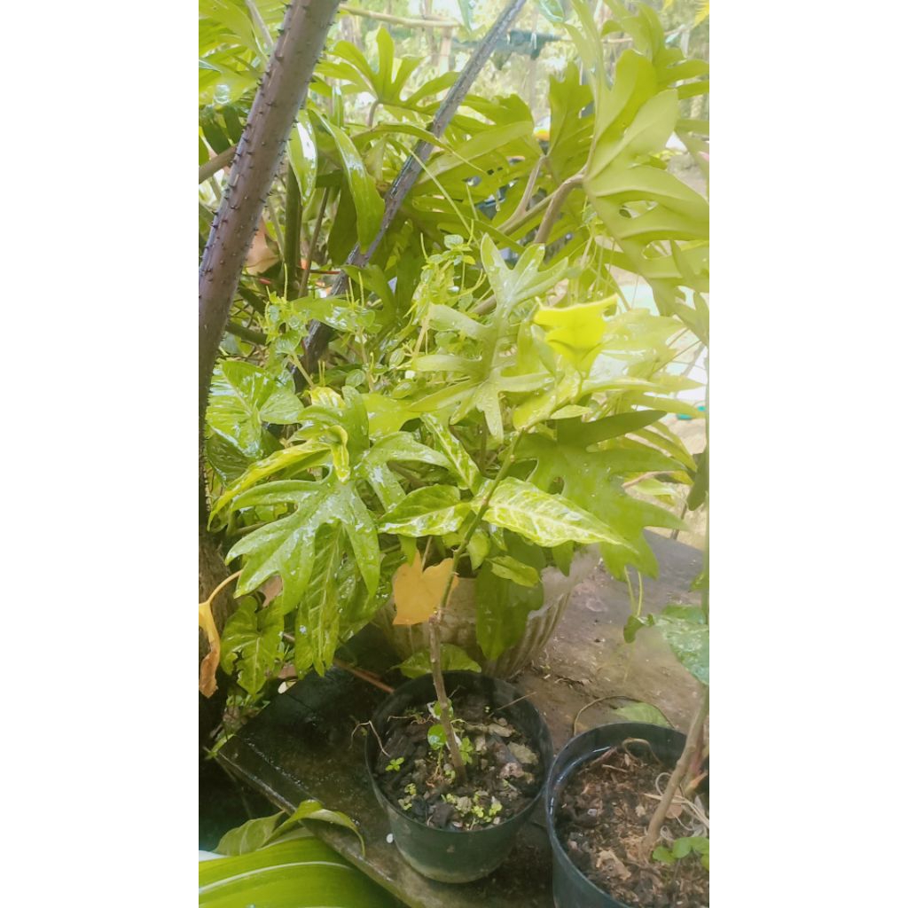 tanaman terarium piparium  paludarium