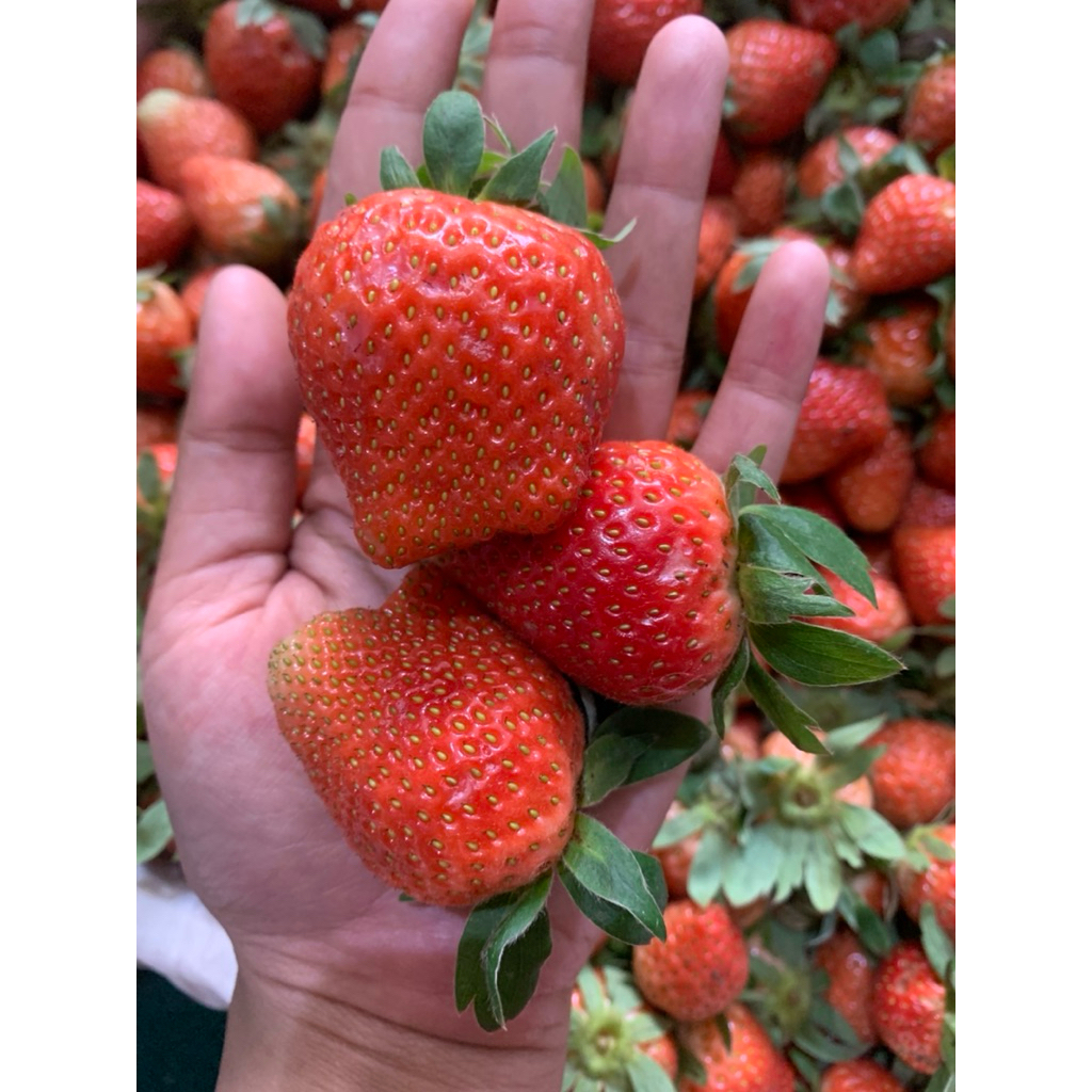 Strawberry Jumbo