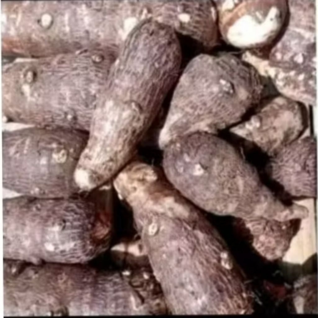 umbi talas isi 1kg /talas fres/talas segar /umbi talas