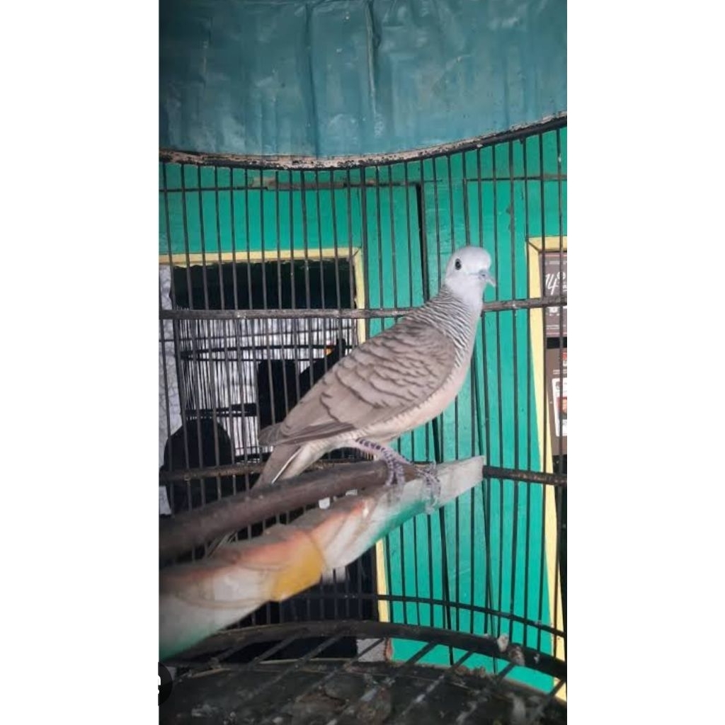 PERKUTUT LOKAL RUPO CAHYO