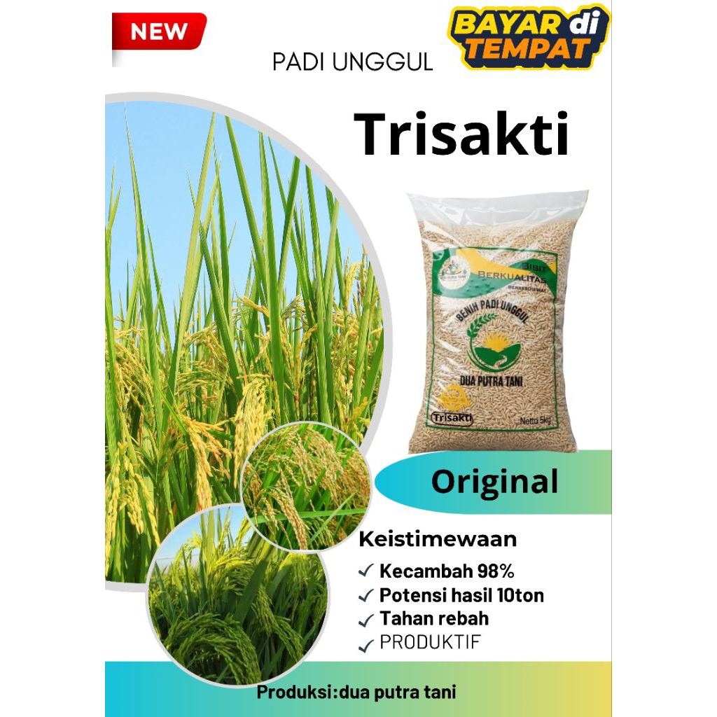 BENIH PADI TRISAKTI UMUR GENJAH 75hst 5KG