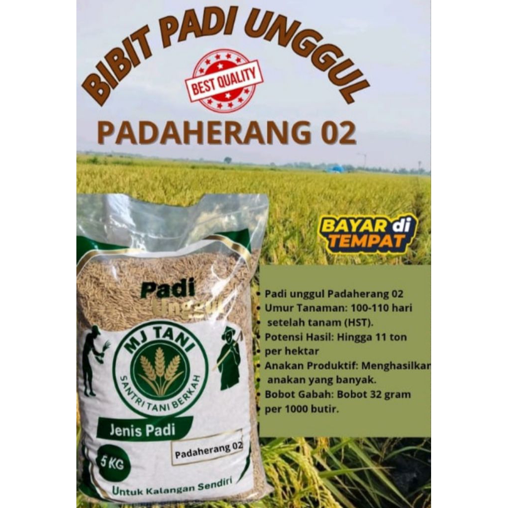 Bibit padi unggul PADAHERANG 02 kemasan 5KG