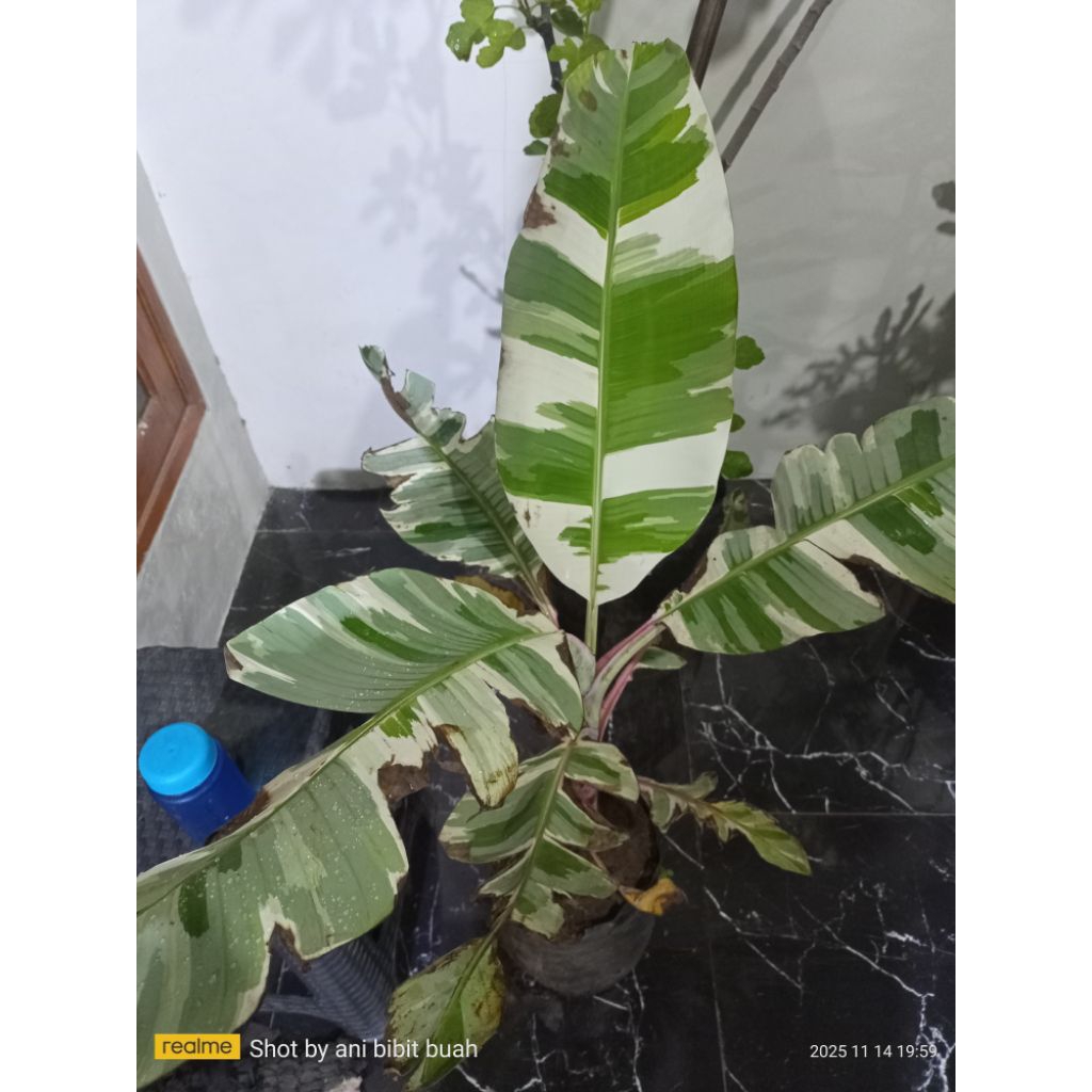 pisang varigata florida