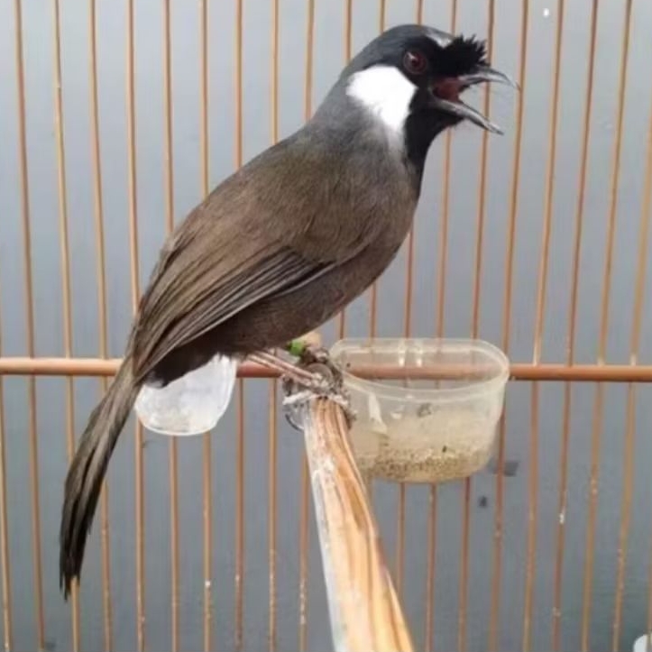 POKSAY HONGKONG JANTAN