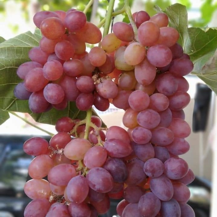 Bibit Anggur Jupiter Tanpa Biji Unggulan Manis
