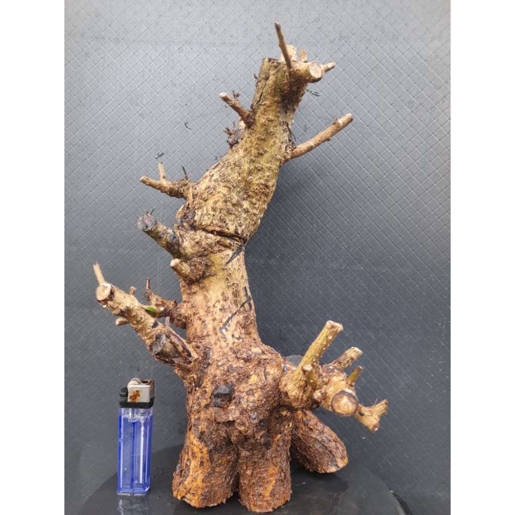 Bahan Bonsai Hokianti Bunga Import Gaya Informal Akar Natural Melingkar Percabangan sudah ada Size S