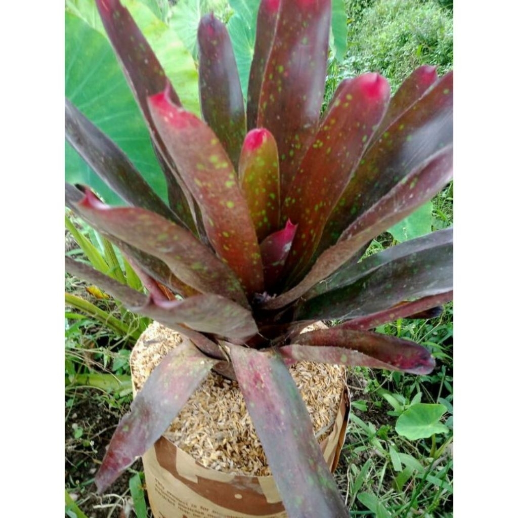 bromelia Giant merah/tanaman hias bromelia Giant merah/tanaman hias rumah/tanaman hias taman