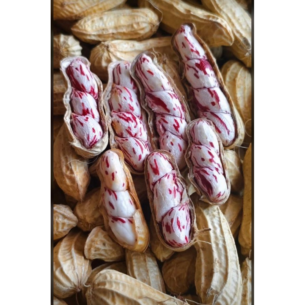 Kacang Tanah Lurik  / Kacang Tanah Madu Fresh 1 kg