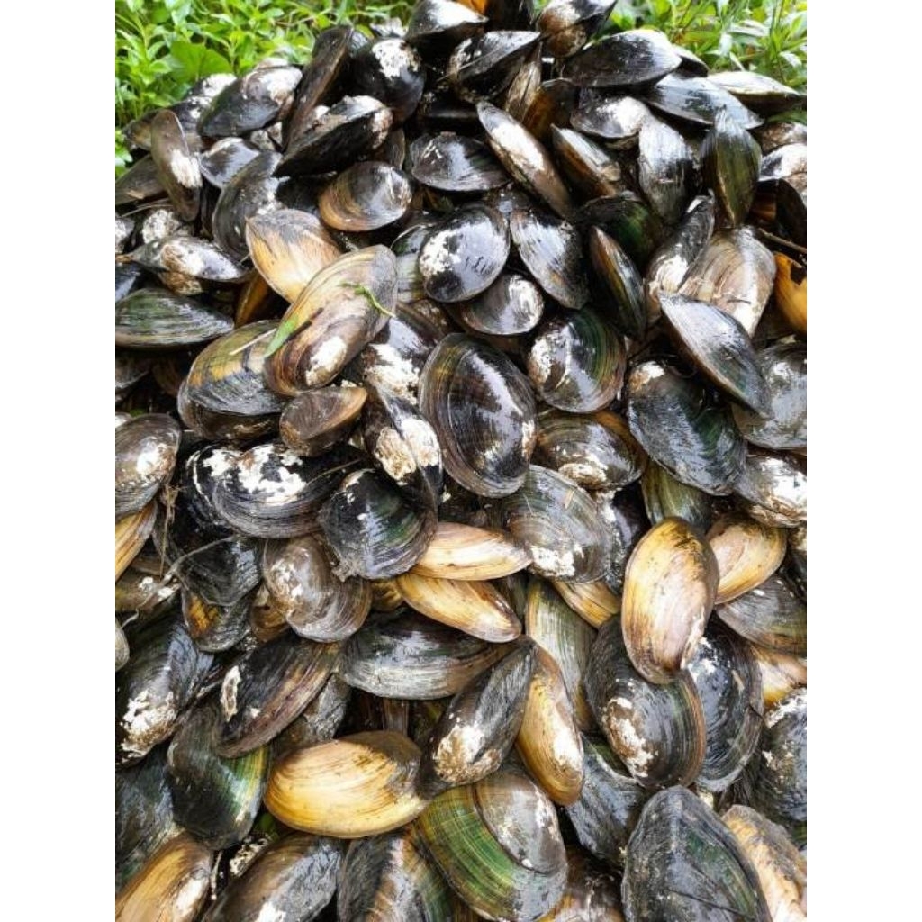 Kerang air tawar kijing filter aquarium