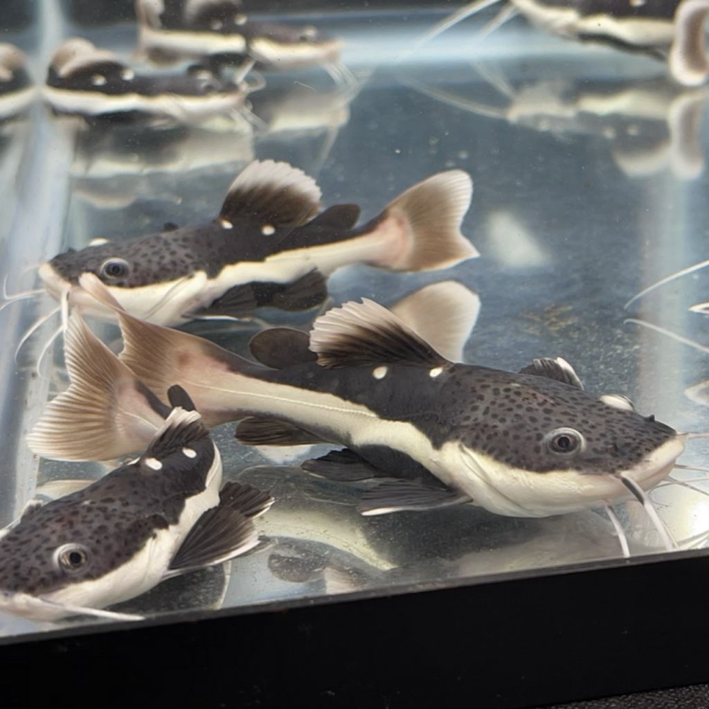 RTC / Red Tail Catfish 10-12cm