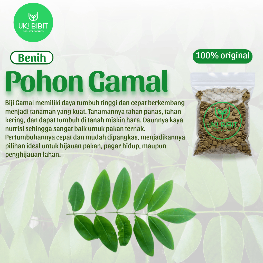 ( 100 Butir ) Benih Biji Gamal Pakan Ternak | Gliricidia Sepium | Kerside | Gliriside