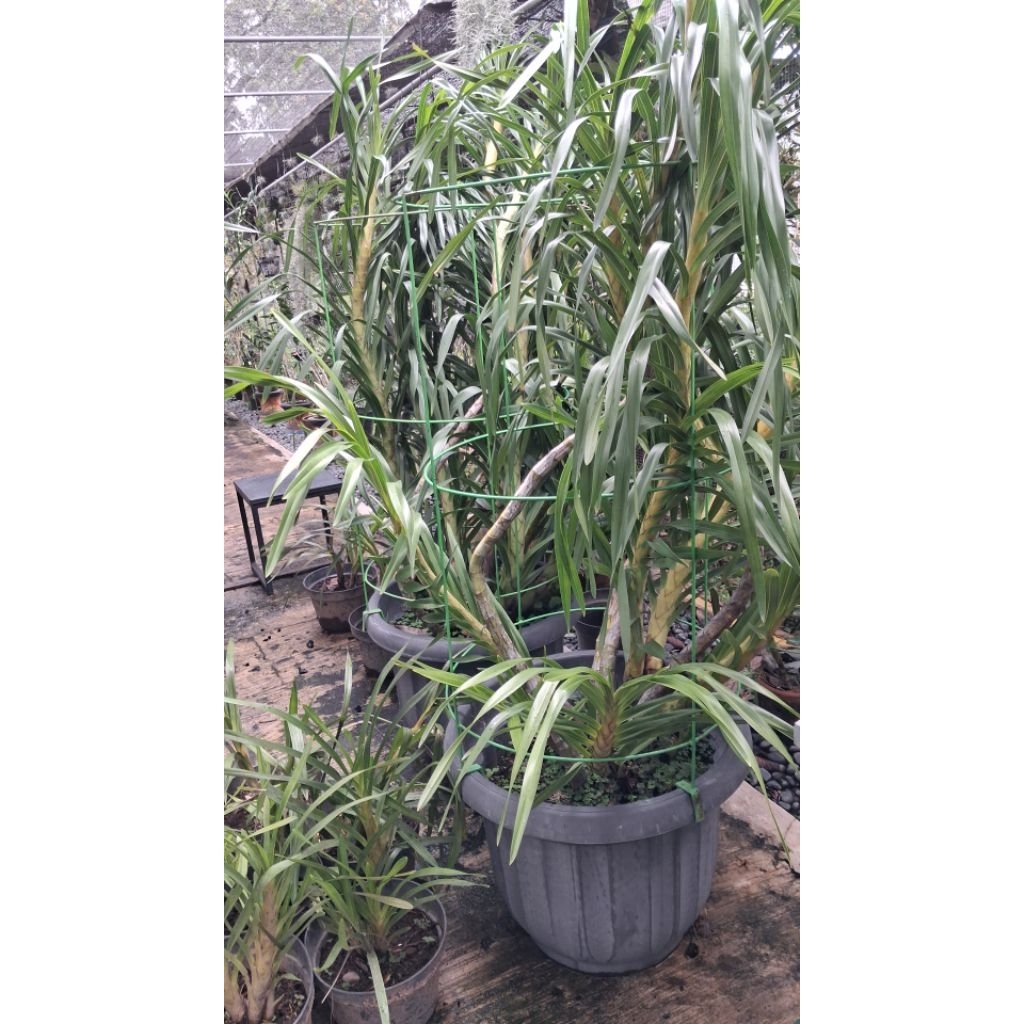 anggrek tebu Kalimantan rimbun