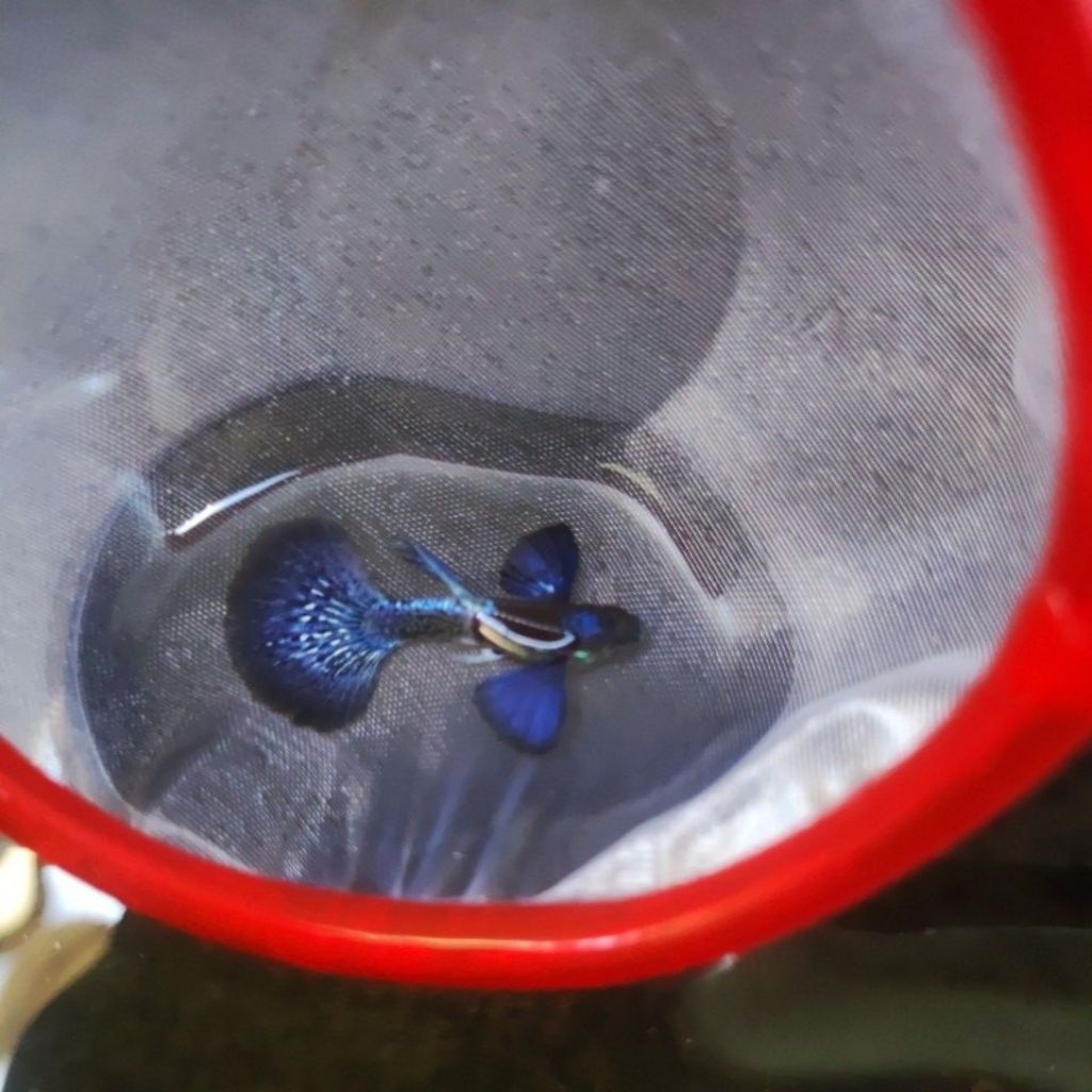 TANAMAN AIR PURPLE DRAGON HalfMoon