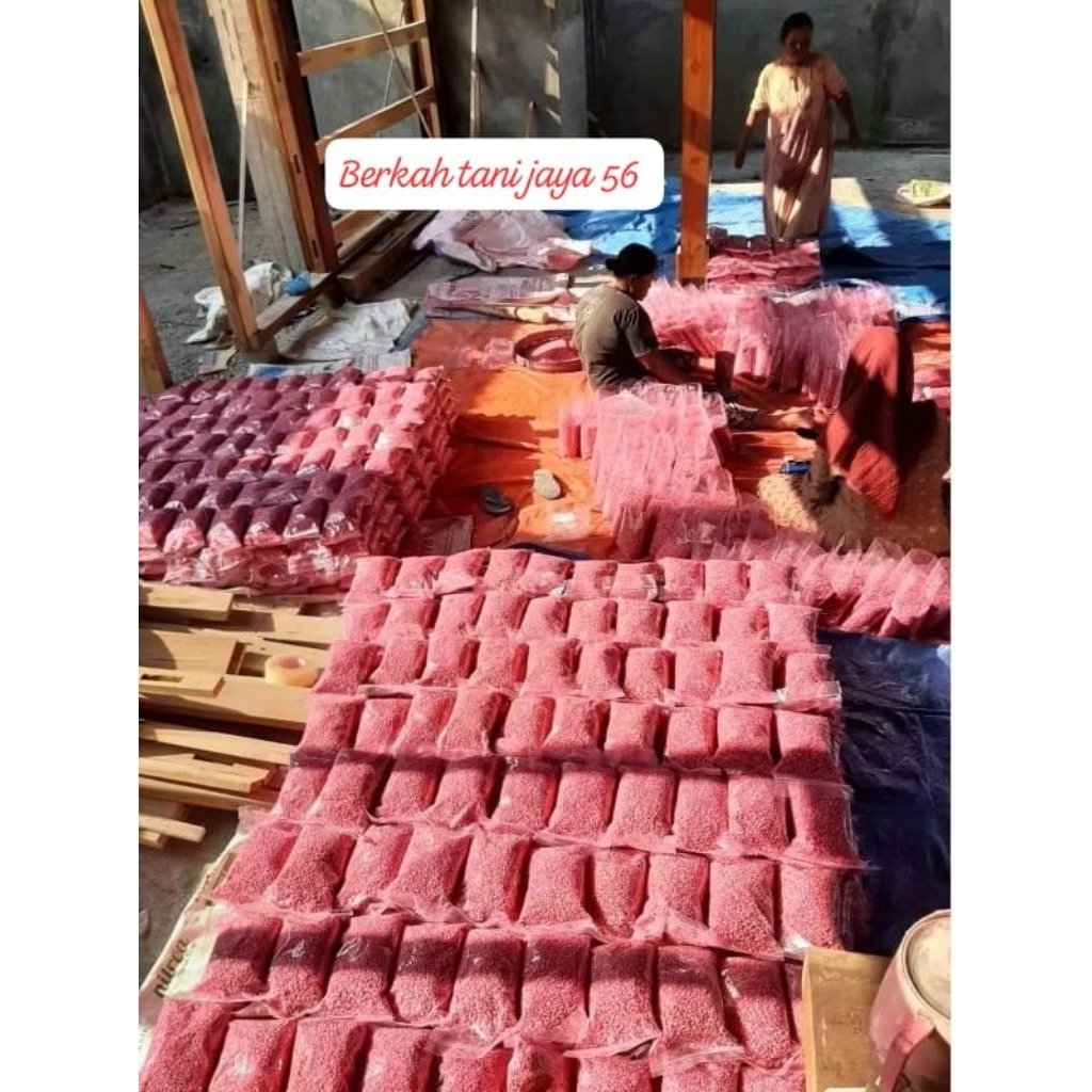 OBRAL MURAH!!!1kg BENIH JAGUNG F2 PERKASA SIAP TANAM