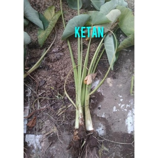 Bibit Talas Bogor Ketan