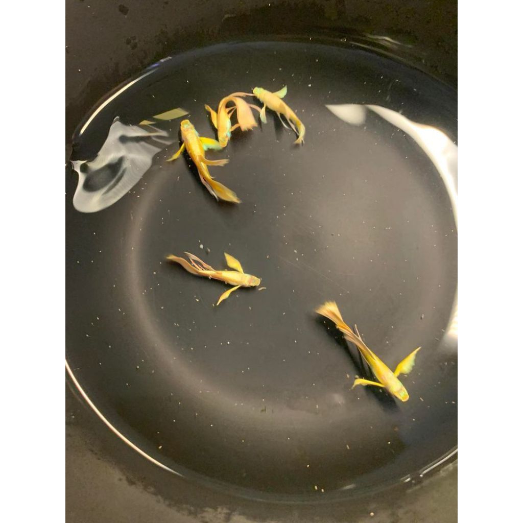 Guppy full gold ribbon