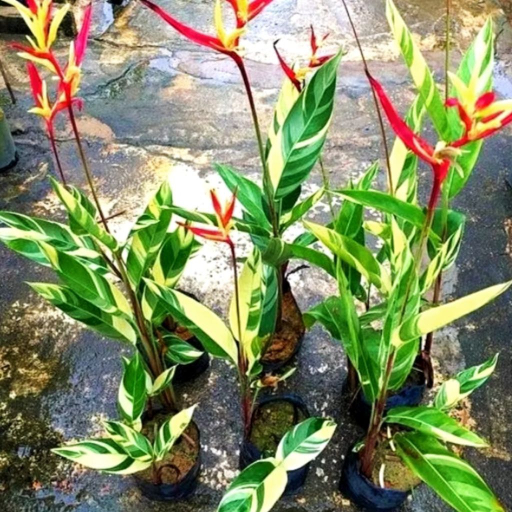 Tanaman Hias Pisang Helicornia Merah Varieghata Pisang Pisangan Varigata