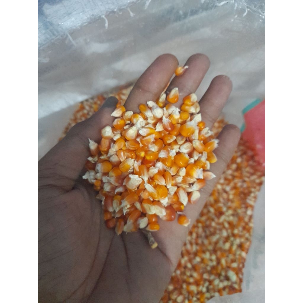 Jagung Kristal Super 1Kg Pakan Burung Merpati