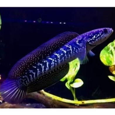 Asiatica whitespot / WS PURE 12-15 CM GONDRONG FULL MUTIARA