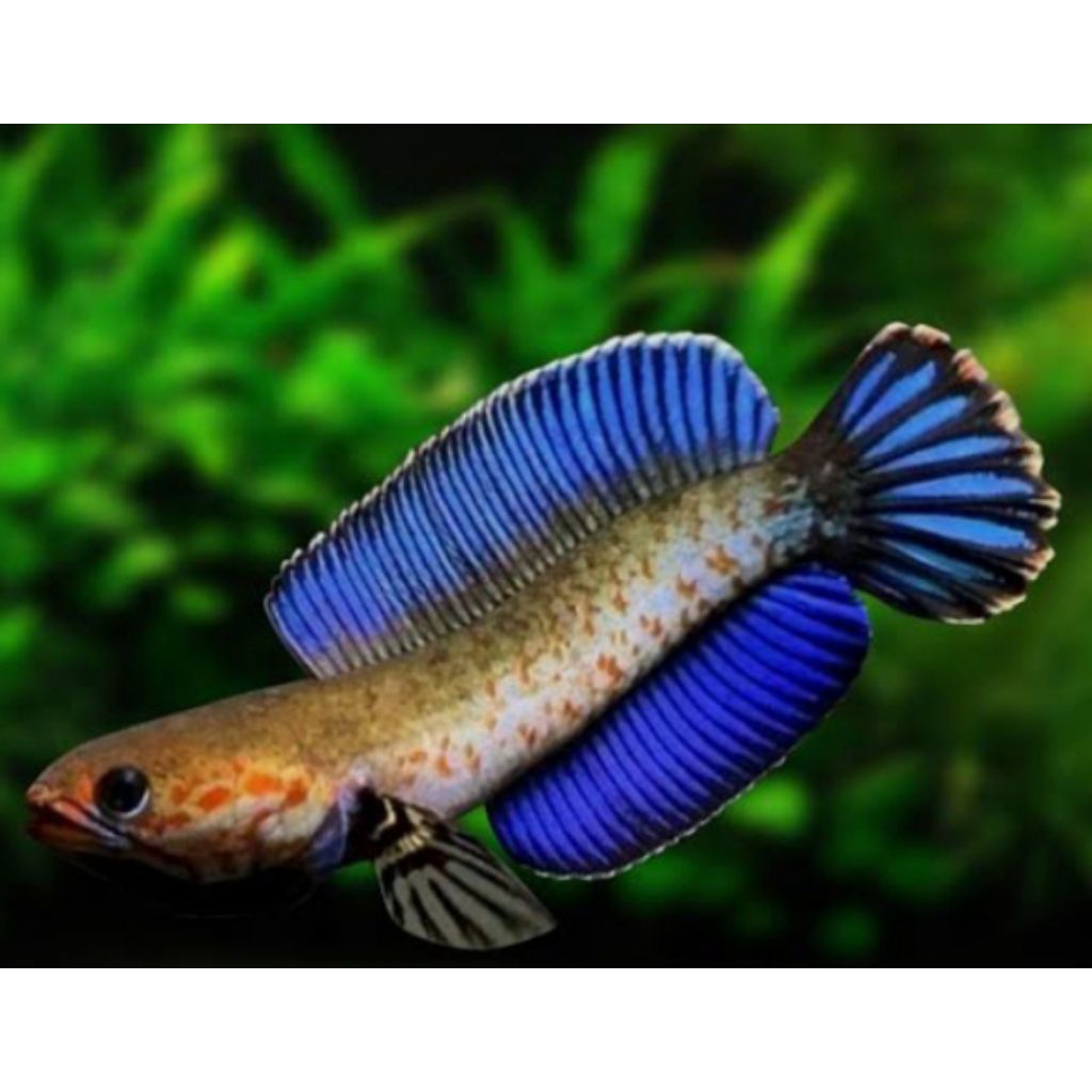 Gread A channa andrao 6-7cm Gondrong Poll