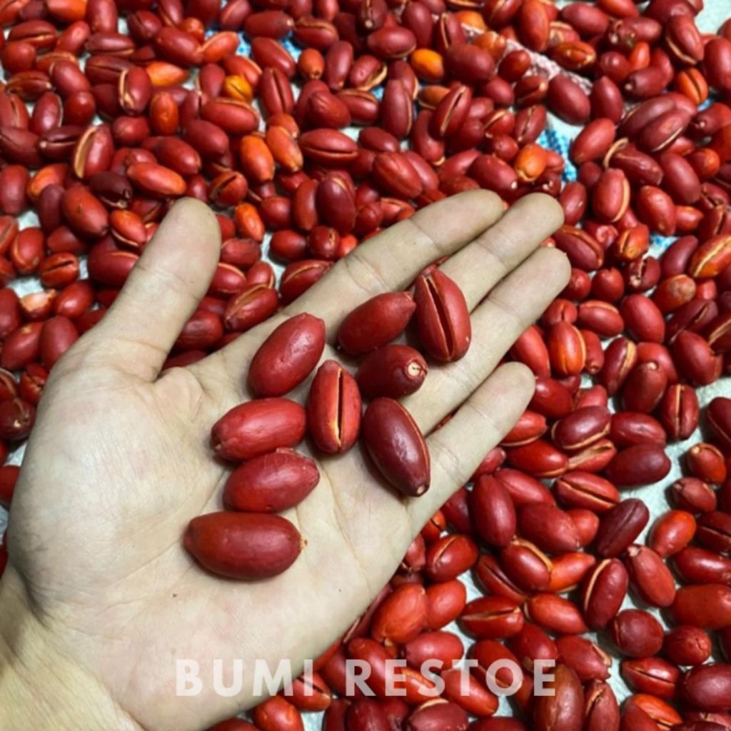 KULIT MELINJO MENTAH BARU PETIK FRESH BARU KUPAS