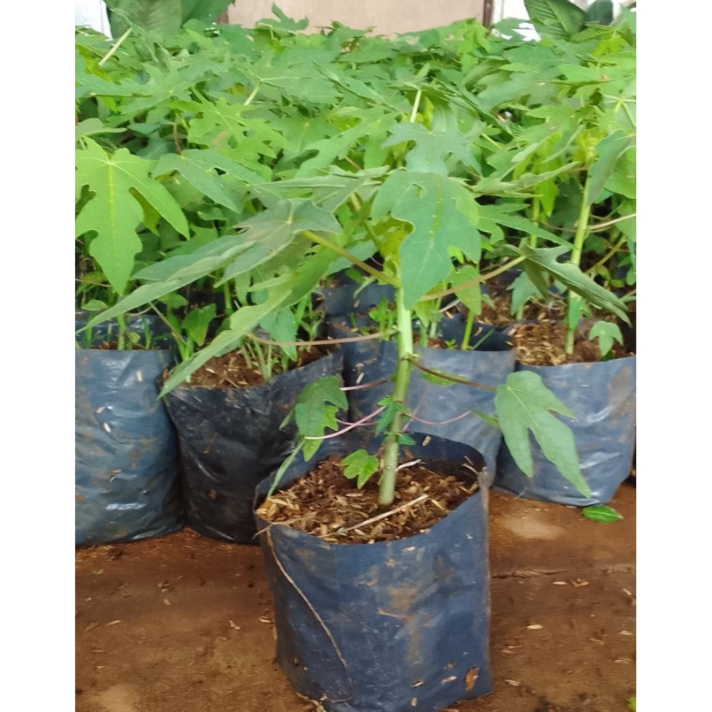 pohon bibit pepaya California (calina)