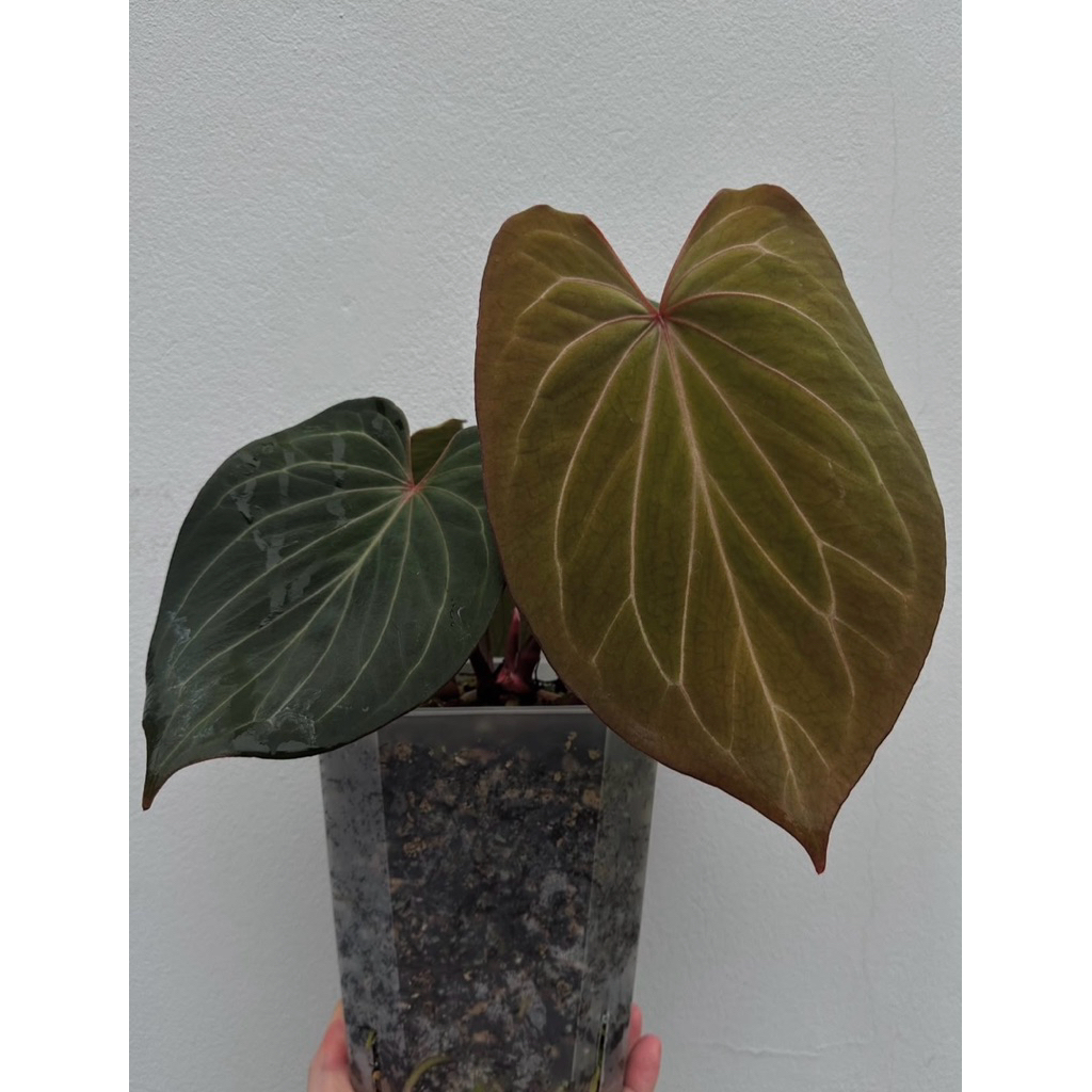 anthurium HU (ukuran sedang)