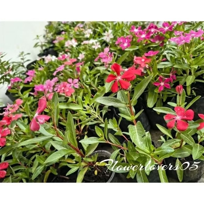 vinca juntai hidup rimbun tapak dara bisa pilih warna