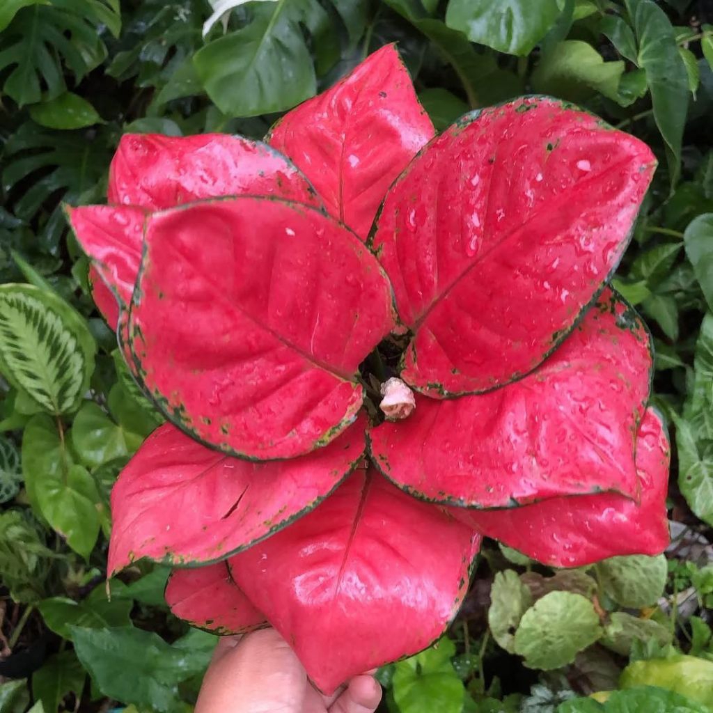 bunga aglonema suksom