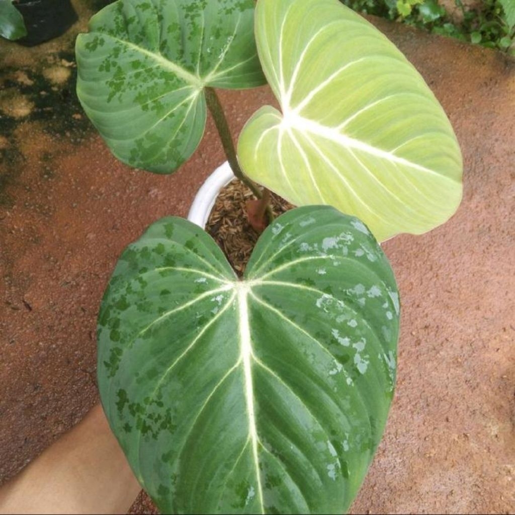 Philodendron Gloriosum / Tanaman Philo Gloriosum