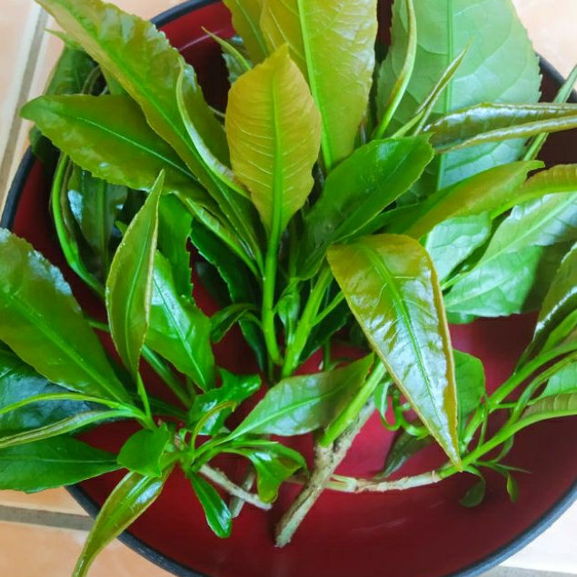 Lalapan Daun Putat Fres Segarr Per 100gram. Daun Putat Lalapan Sayuran