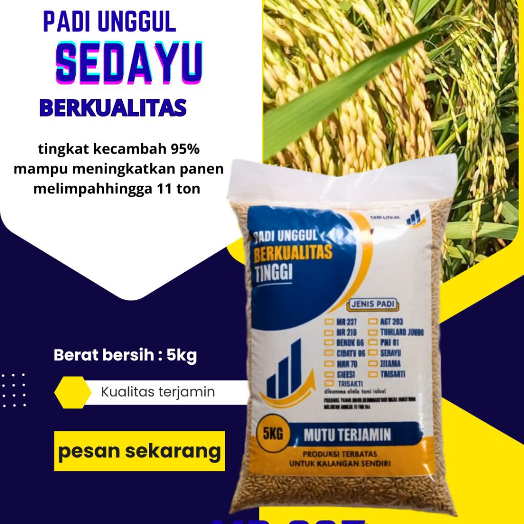 Benih padi unggul Sedayu original benih padi unggul Sedayu kemasan 5kg