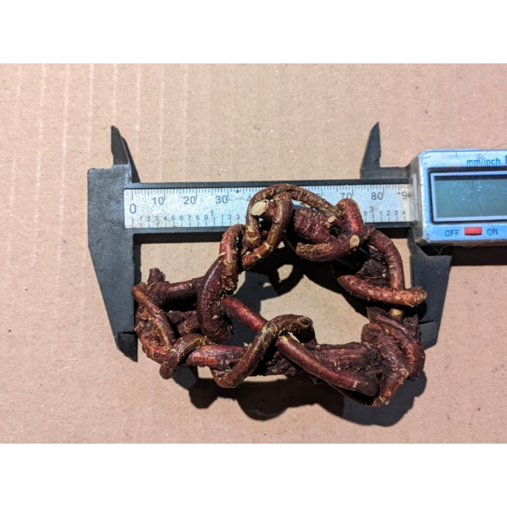 akar mimang alami asli unik